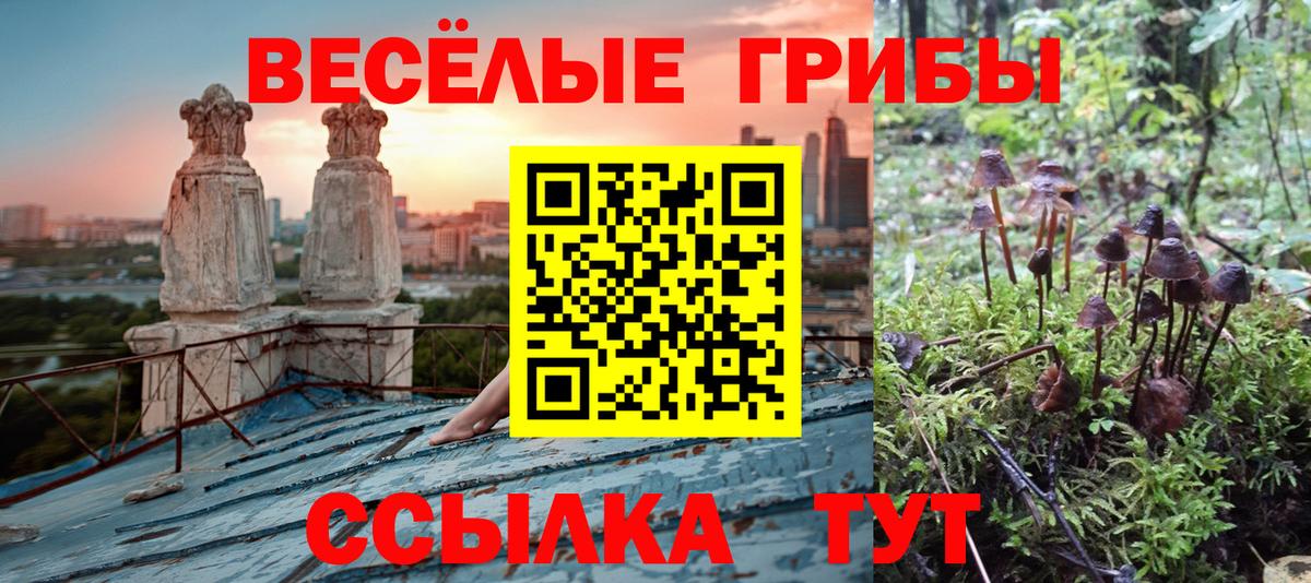Галлюциногенные грибы Psilocybe Сунжа